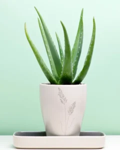 eco-friendly air-purifying houseplants