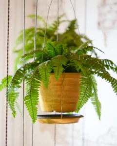 eco-friendly air-purifying houseplants