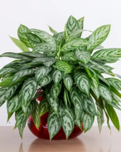 air-purifying houseplants