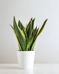 air-purifying houseplants