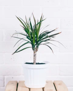 eco-friendly air-purifying houseplants