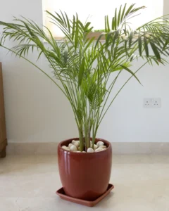 eco-friendly air-purifying houseplants