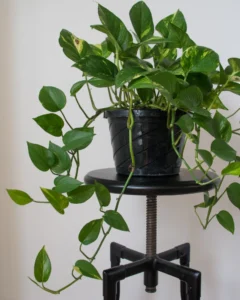 air-purifying houseplants