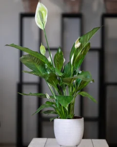 eco-friendly air-purifying houseplants