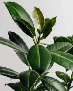 air-purifying houseplants