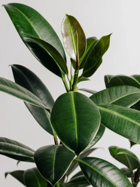 air-purifying houseplants