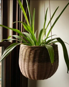 air-purifying houseplants