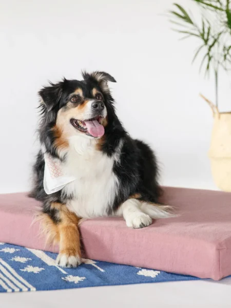Best Organic Pet Care Products